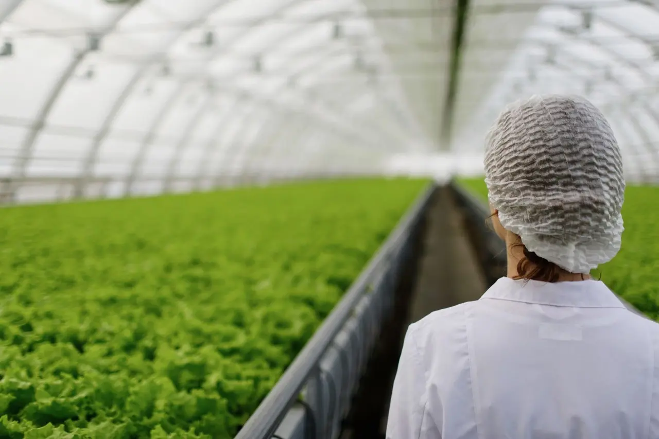 Salariée en blouse et charlotte de protection devant des rangées de salades cultivées sous serre.
