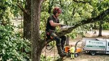 Tree pruner / arborist climber (M/F)