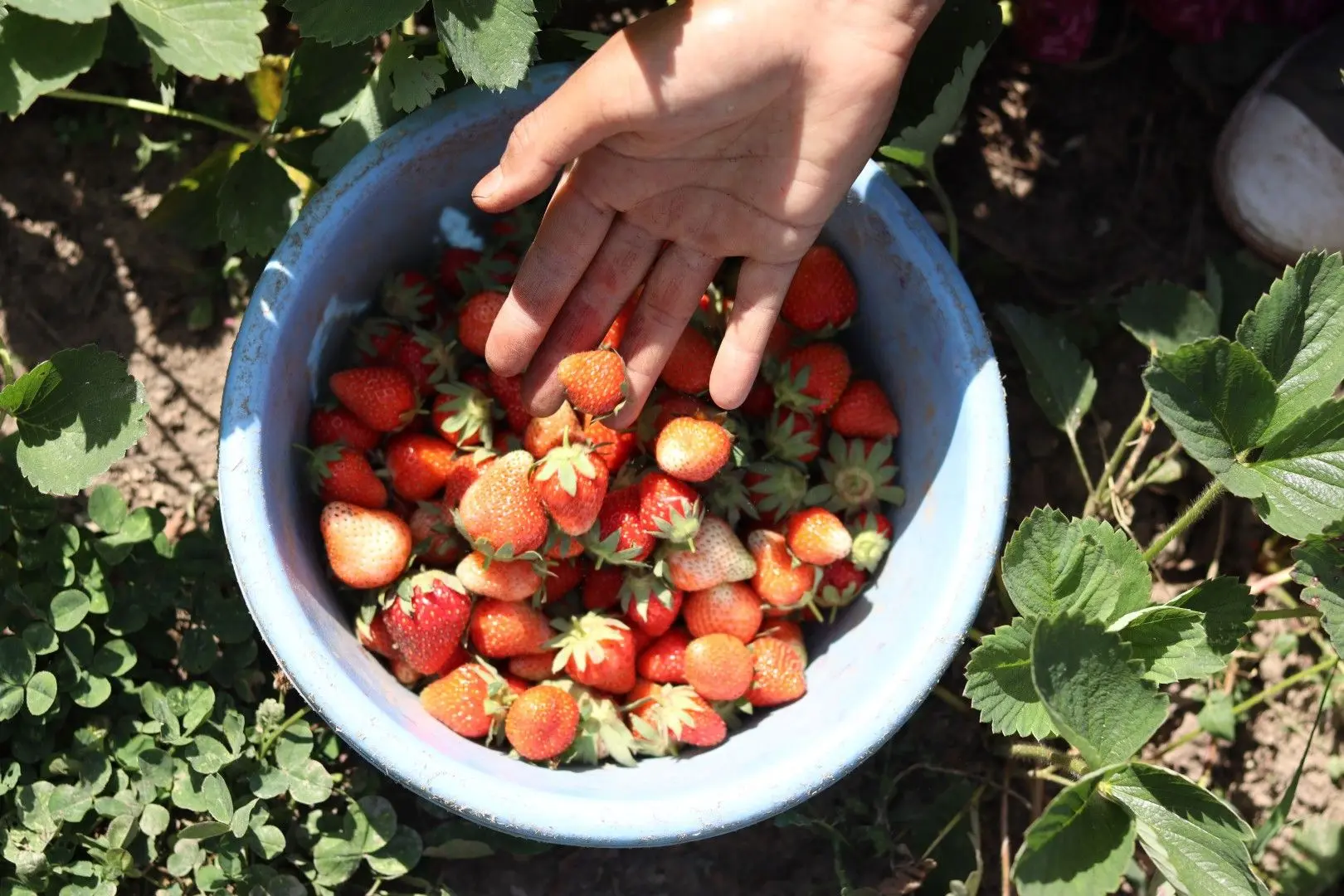 Récolte de fraises fraîches dans un seau lors d'un emploi saisonnier agricole.